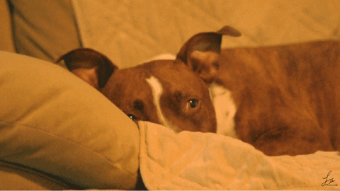 Perro pitbull.- Blog Hola Telcel