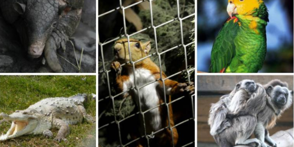 Una Batalla Crucial: La Caza Furtiva y el Tráfico de Fauna Silvestre por Hjalmar Jesus Gibelli Gómez