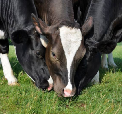 Los Tipos de Alimentación de las Vacas | Luis Sampayo Cabada