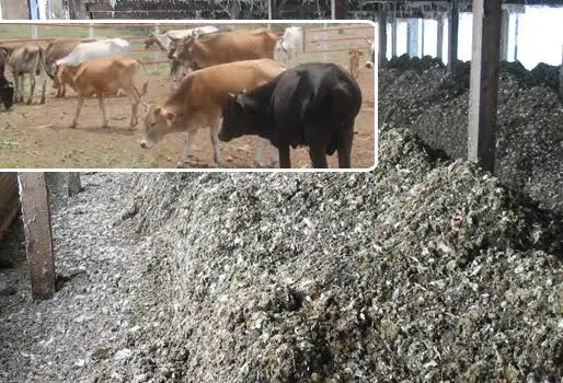 Luis Alejandro Sampayo Cabada | ¿Le Da Gallinaza a sus Bovinos? Aténgase a Estas Trágicas Consecuencias