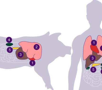 Froilán Heriberto Páez Salazar | Xenotrasplantes: El Amanecer de una Nueva Era en la Donación de Órganos
