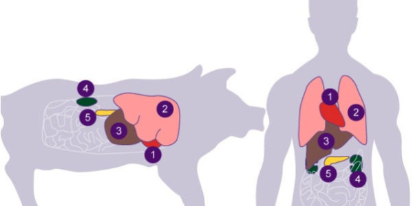 Froilán Heriberto Páez Salazar | Xenotrasplantes: El Amanecer de una Nueva Era en la Donación de Órganos