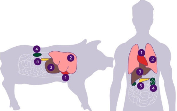Froilán Heriberto Páez Salazar | Xenotrasplantes: El Amanecer de una Nueva Era en la Donación de Órganos