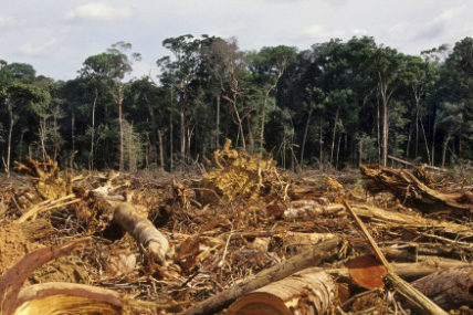 El Banco Mundial y Alemania lanzan un fondo para detener la deforestación