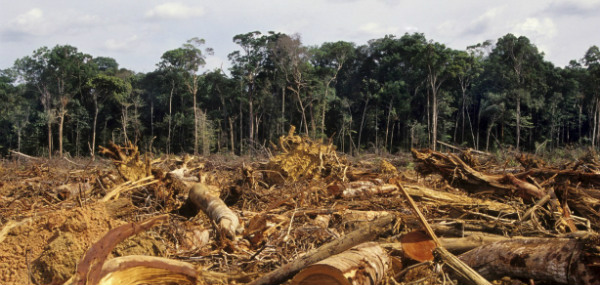 El Banco Mundial y Alemania lanzan un fondo para detener la deforestación