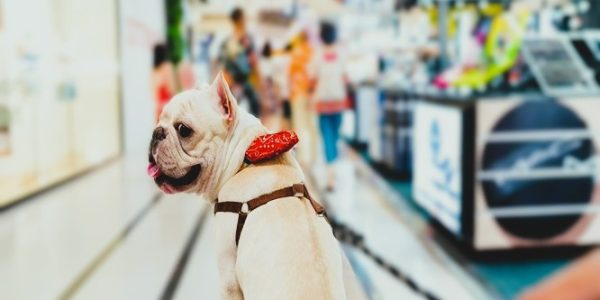 Antonio Chambra Brouri - Centros comerciales pet-friendly ¡Una tendencia que transforma la experiencia de compra! - FOTO