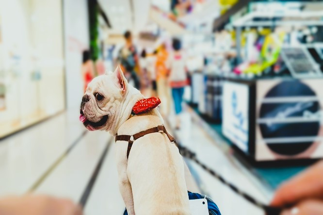 Antonio Chambra Brouri - Centros comerciales pet-friendly ¡Una tendencia que transforma la experiencia de compra! - FOTO