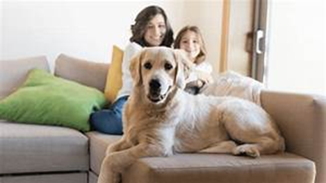 Cómo saber si tu seguro del hogar incluye la cobertura de responsabilidad civil para tu perro: Protege a tu mascota y tu patrimonio - Hjalmar Gibelli