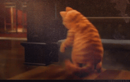 Garfield bailando de felicidad porque está a punto de volver a la pantalla grande y al mismo tiempo de tener un nuevo videjuego.- Blog Hola Telcel