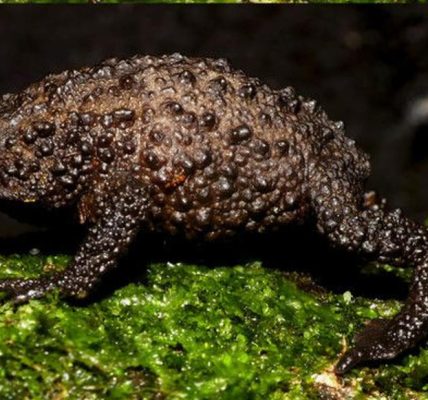 Descubren nuevo tipo de sapo en Ecuador