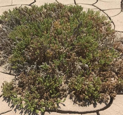 Descubren que las plantas rompen su epidermis para sobrevivir