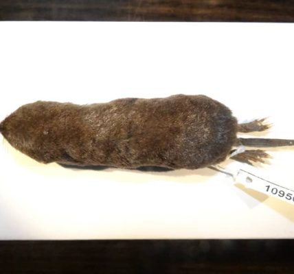 Descubren una nueva especie de musaraña en Ecuador
