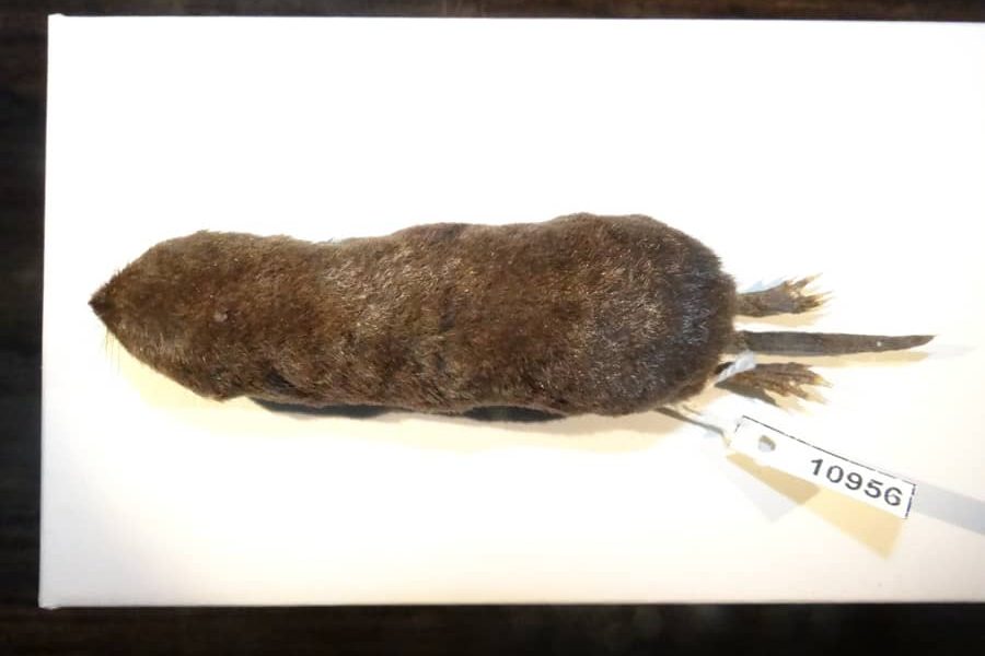 Descubren una nueva especie de musaraña en Ecuador