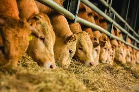 Descubriendo el mejor alimento para el ganado: Nutrición y rendimiento óptimos 