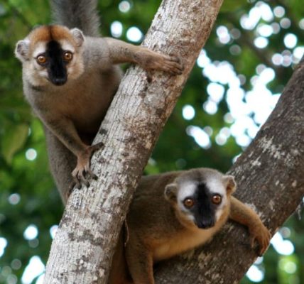El macho alfa no siempre manda entre los primates