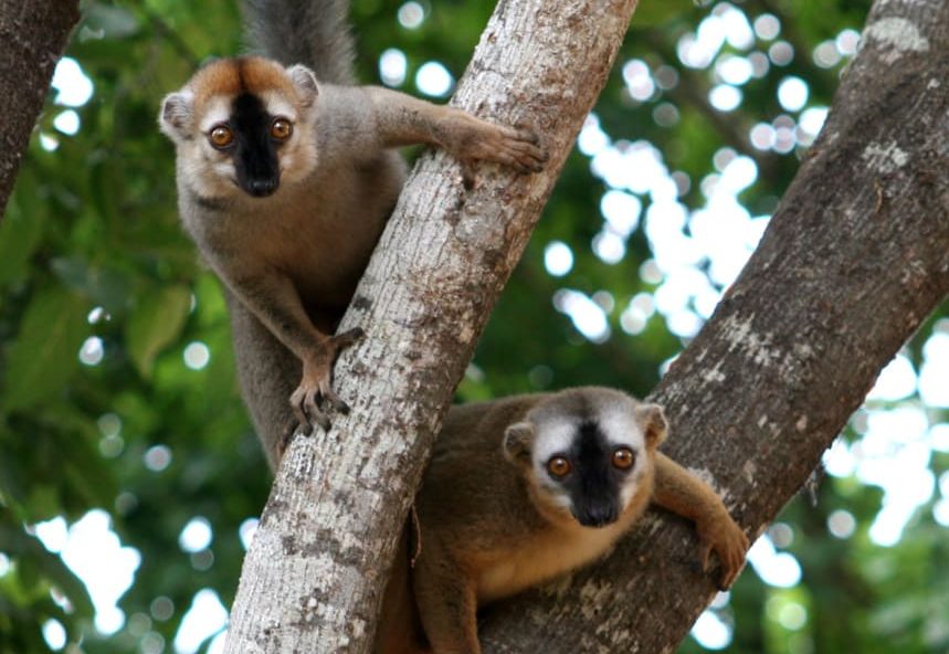 El macho alfa no siempre manda entre los primates