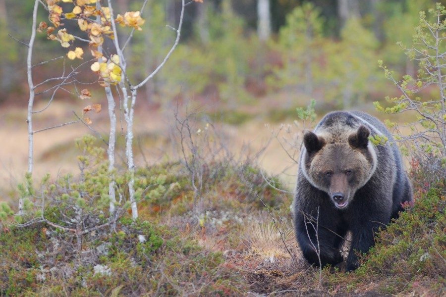 El oso pardo «se mueve» en función de las especies de las que se alimenta – El Sumario
