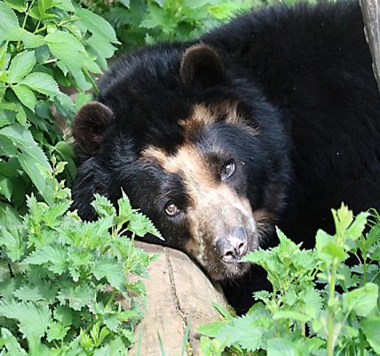 Fundación Yammine - El oso frontino está en peligro de extinción en Venezuela - FOTO