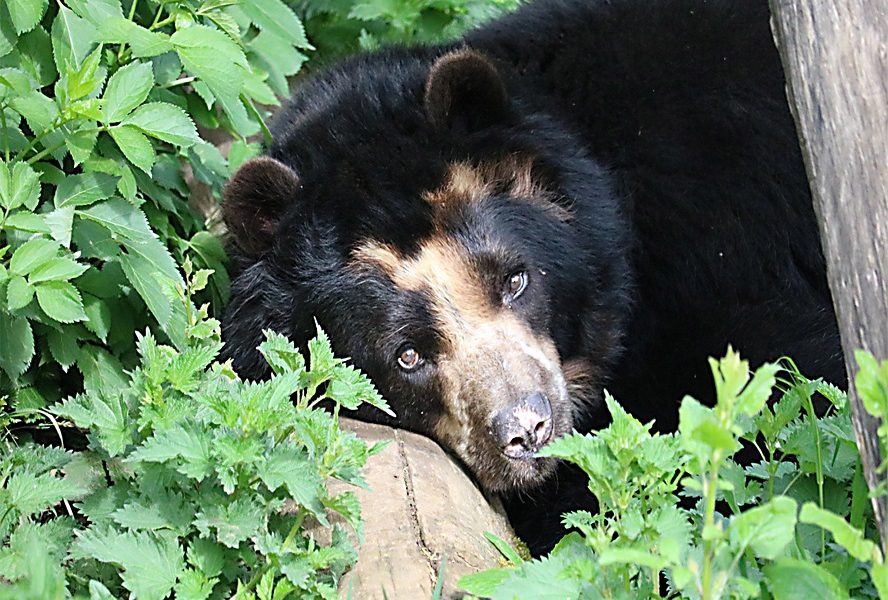 Fundación Yammine - El oso frontino está en peligro de extinción en Venezuela - FOTO