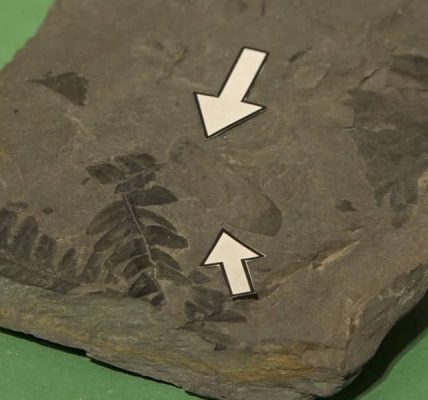 Exhiben fósil de insecto único en el mundo de hace millones de años