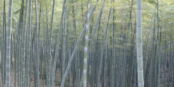Bambú