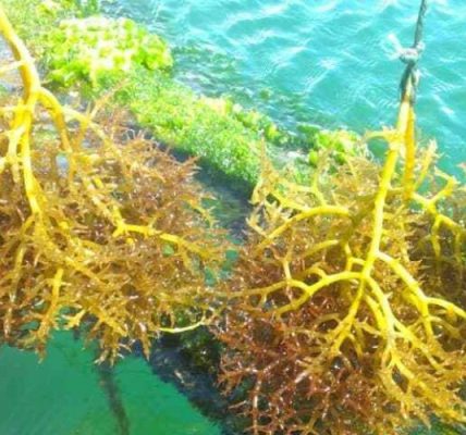 Exportación de algas marinas en la perla del Caribe