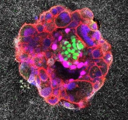 Graban implantación de un embrión humano en tiempo real