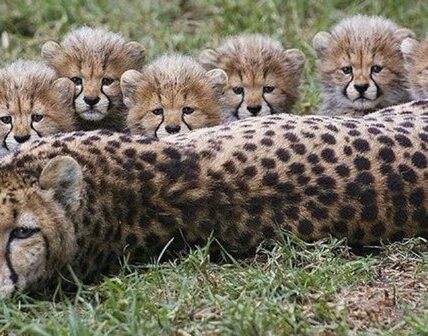 guepardos