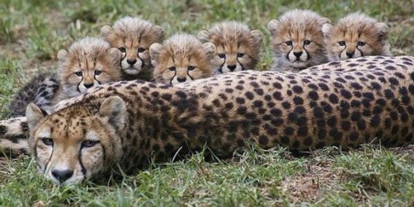 guepardos