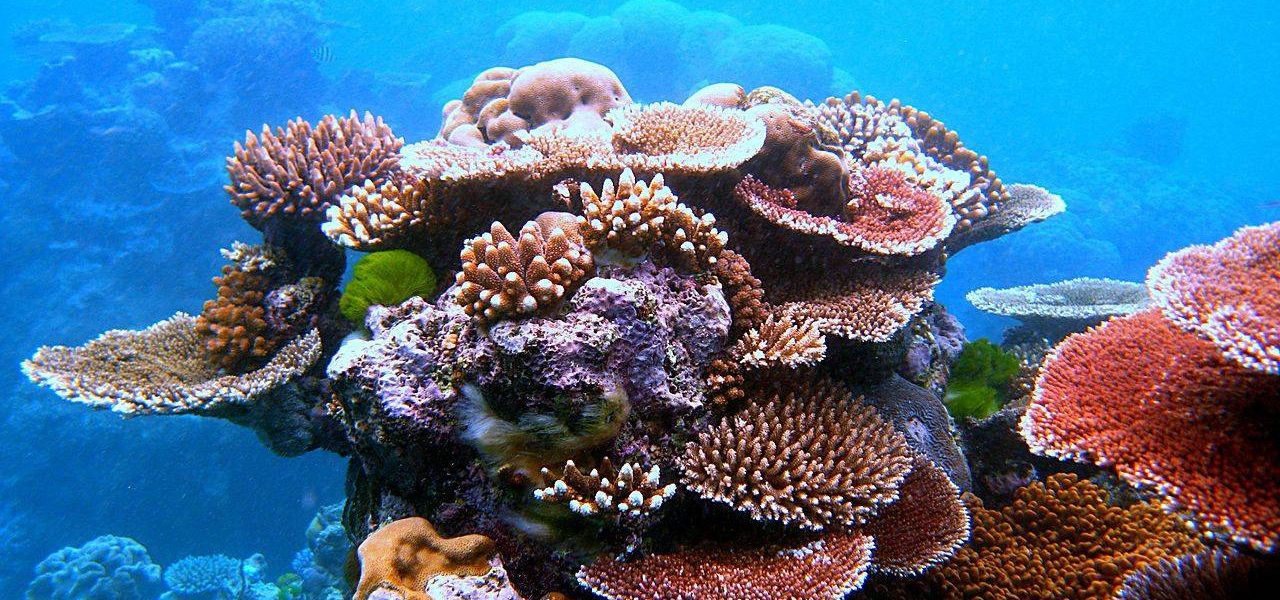 La Gran Barrera de Coral, Fundación Yammine.