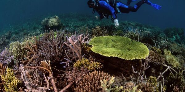 coral - arrecife