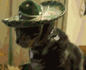 gato con un sombrero de charro volteando como si estuviera sorprendido porque llamaron a la policía debido a una de las escenas de Saw X.- Blog Hola Telcel