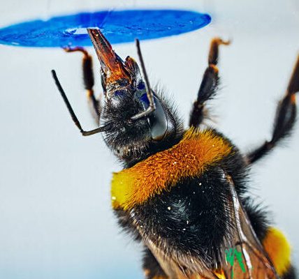 Las abejas se convierten en el primer insecto en resolver problemas complejos