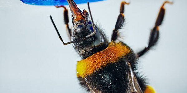 Las abejas se convierten en el primer insecto en resolver problemas complejos