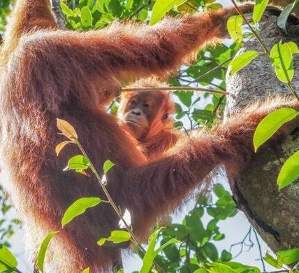 Los orangutanes poseen una 'enciclopedia cultural' para saber comer