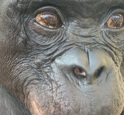 Los simios, como los humanos, tienen imaginación y saben fingir