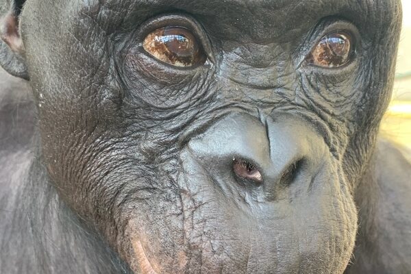 Los simios, como los humanos, tienen imaginación y saben fingir