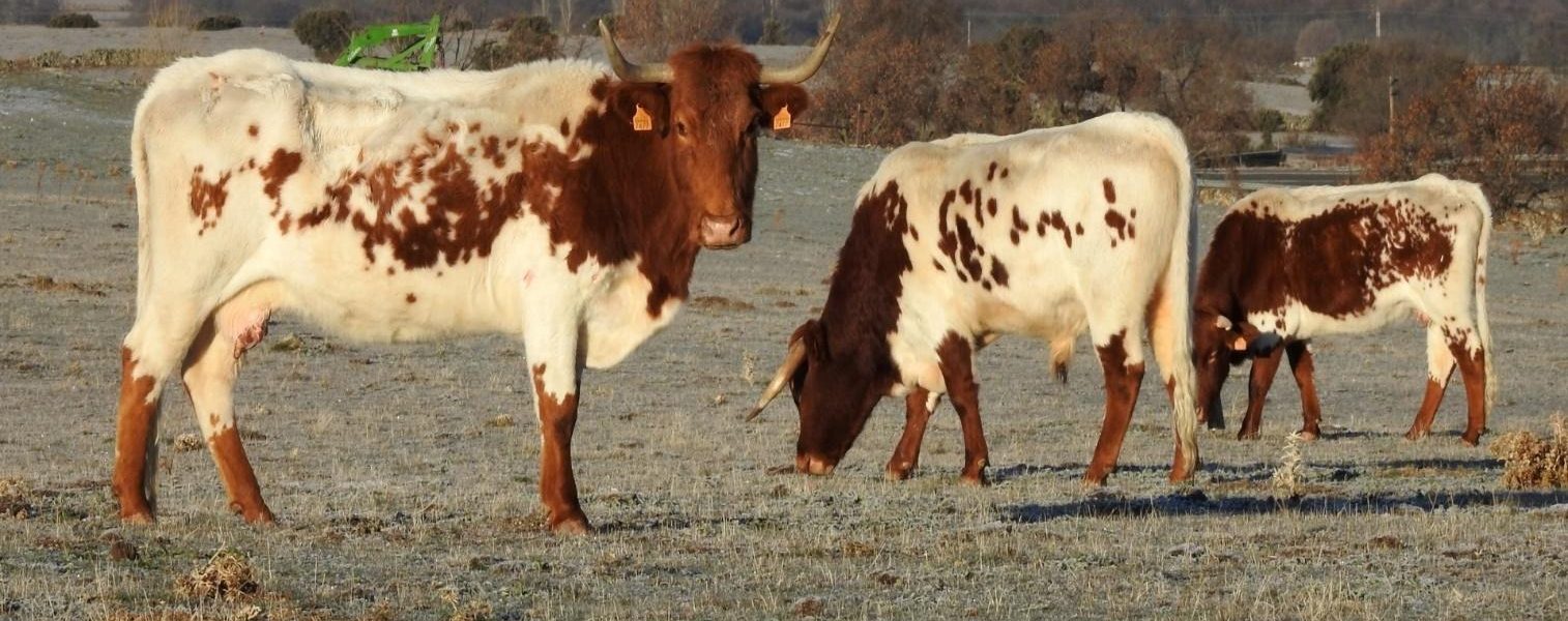 Luis Alejandro Sampayo Cabada | La Paradoja del Ganado "Natural": Por Qué las Vacas de Pastoreo Necesitan un Blindaje Inmunológico