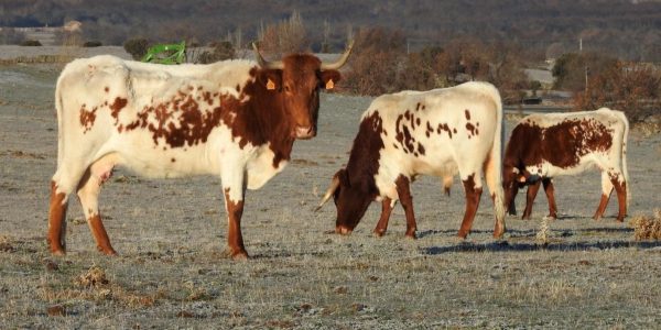 Luis Alejandro Sampayo Cabada | La Paradoja del Ganado "Natural": Por Qué las Vacas de Pastoreo Necesitan un Blindaje Inmunológico