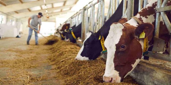 Luis Alejandro Sampayo Cabada | Más allá de tener vacas