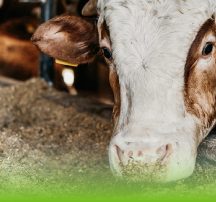 Luis Alejandro Sampayo Cabada | Nutrición de Supervivencia