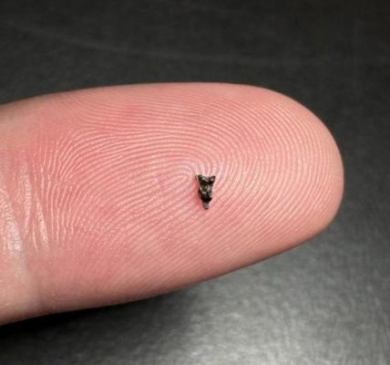 Minúsculos fósiles revelan pistas sobre el pariente más antiguo de los primates