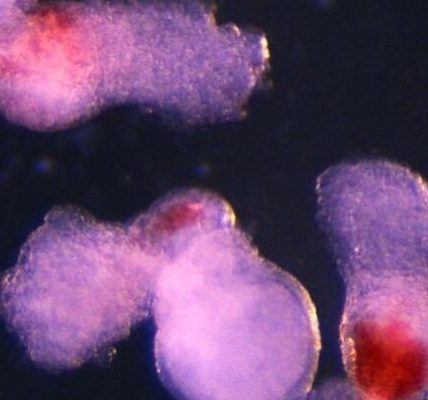 Modelo de embrión cultivado en laboratorio produce células sanguíneas