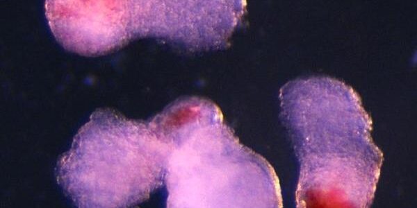 Modelo de embrión cultivado en laboratorio produce células sanguíneas