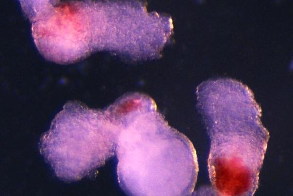 Modelo de embrión cultivado en laboratorio produce células sanguíneas