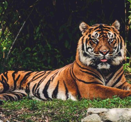 Nacen dos tigres de bengala en Nueva Delhi luego de 18 años