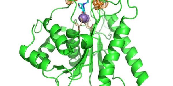 Nuevo antiviral contra el herpes doblega resistencia a los tratamientos