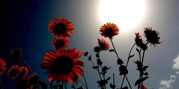 Nuevo sistema de modelos de la corona solar permite conocer su evolución