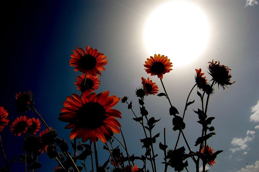 Nuevo sistema de modelos de la corona solar permite conocer su evolución