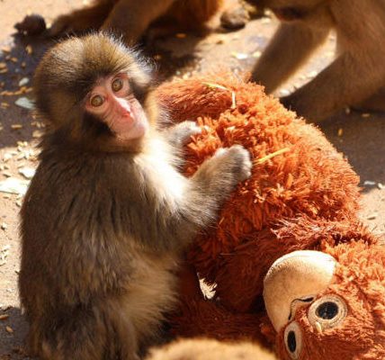 PETA pide trasladar al mono japonés viral 'Punch' a un santuario